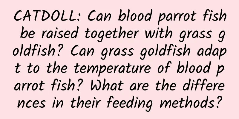 CATDOLL: Can blood parrot fish be raised together with grass goldfish? Can grass goldfish adapt to the temperature of blood parrot fish? What are the differences in their feeding methods?