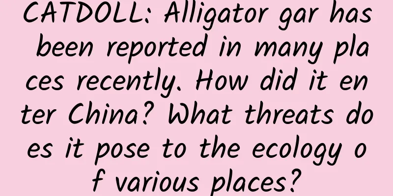 CATDOLL: Alligator gar has been reported in many places recently. How did it enter China? What threats does it pose to the ecology of various places?