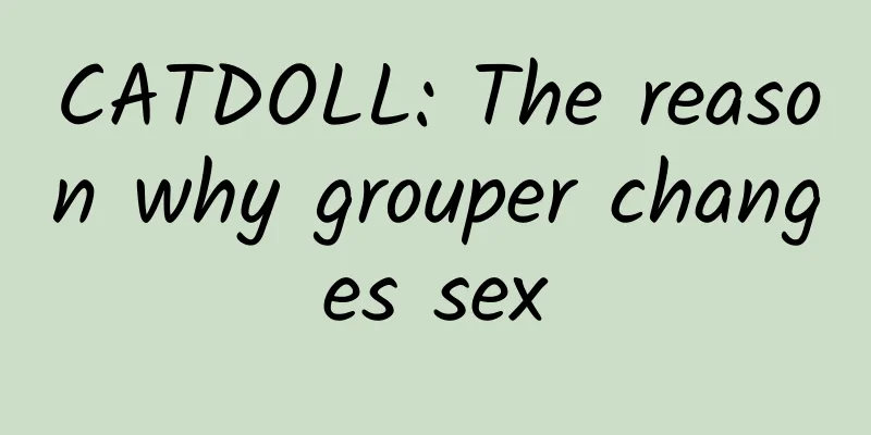 CATDOLL: The reason why grouper changes sex