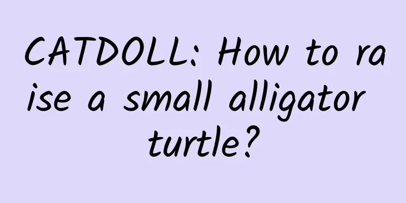 CATDOLL: How to raise a small alligator turtle?