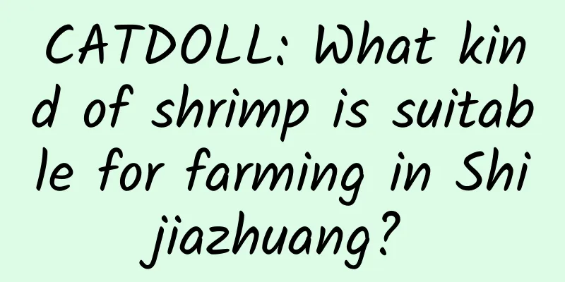 CATDOLL: What kind of shrimp is suitable for farming in Shijiazhuang?