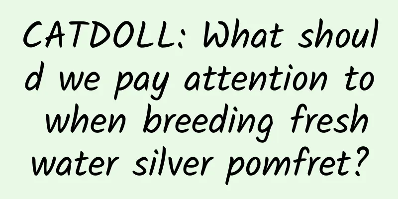 CATDOLL: What should we pay attention to when breeding freshwater silver pomfret?