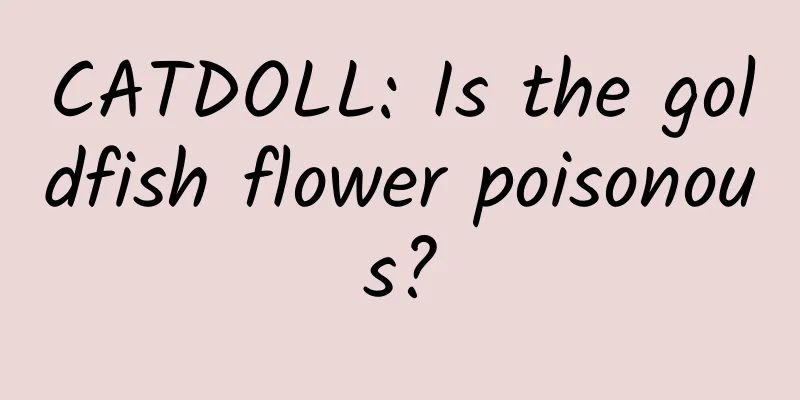 CATDOLL: Is the goldfish flower poisonous?