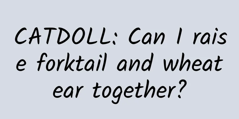 CATDOLL: Can I raise forktail and wheatear together?