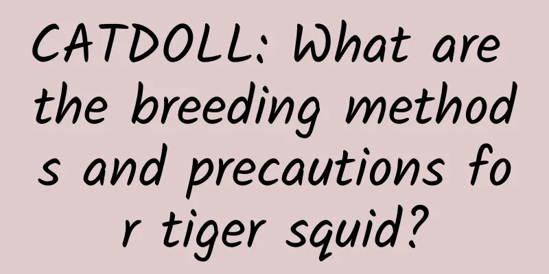 CATDOLL: What are the breeding methods and precautions for tiger squid?