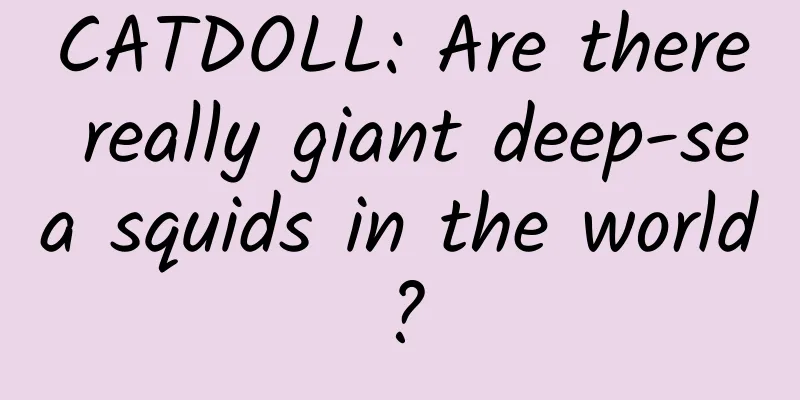 CATDOLL: Are there really giant deep-sea squids in the world?