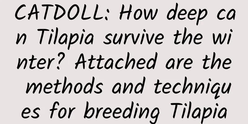 CATDOLL: How deep can Tilapia survive the winter? Attached are the methods and techniques for breeding Tilapia
