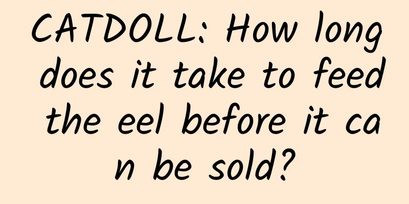 CATDOLL: How long does it take to feed the eel before it can be sold?