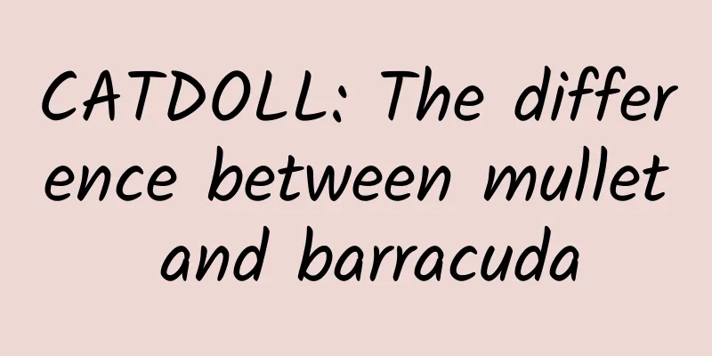 CATDOLL: The difference between mullet and barracuda