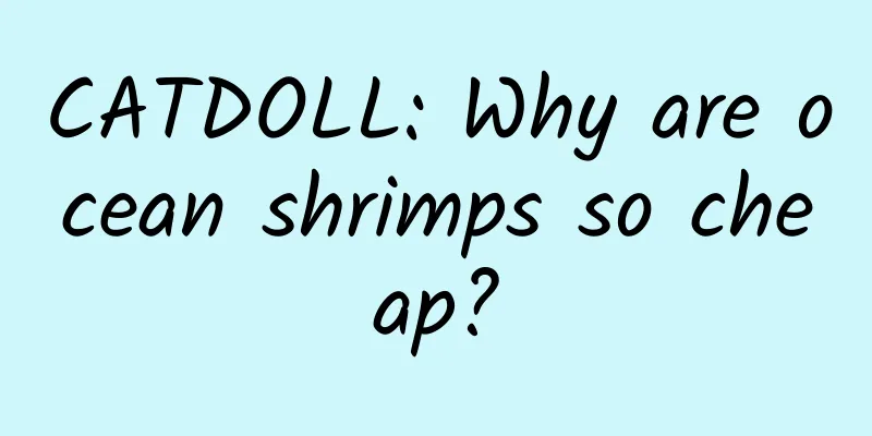 CATDOLL: Why are ocean shrimps so cheap?