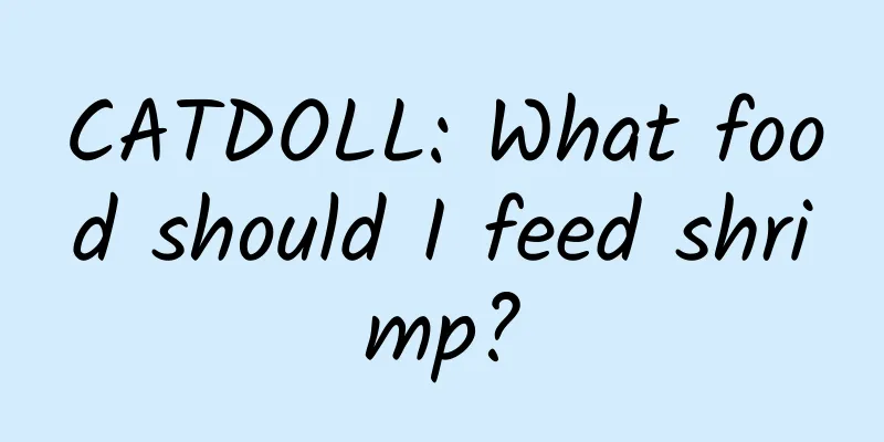 CATDOLL: What food should I feed shrimp?