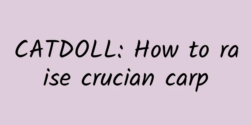 CATDOLL: How to raise crucian carp