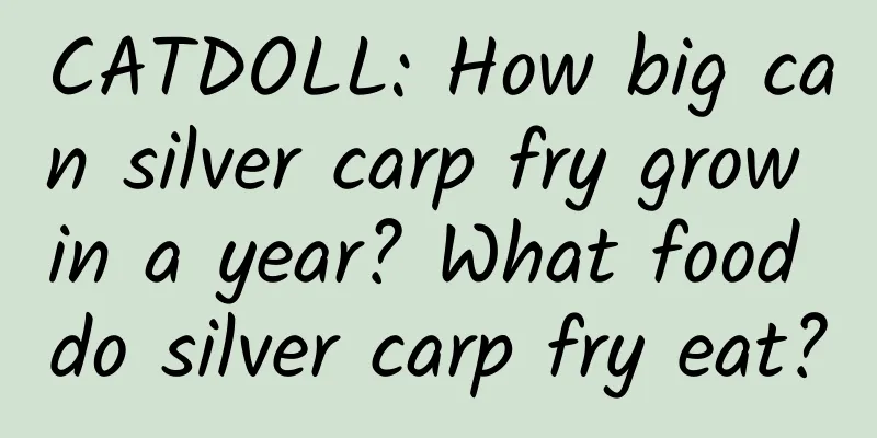 CATDOLL: How big can silver carp fry grow in a year? What food do silver carp fry eat?