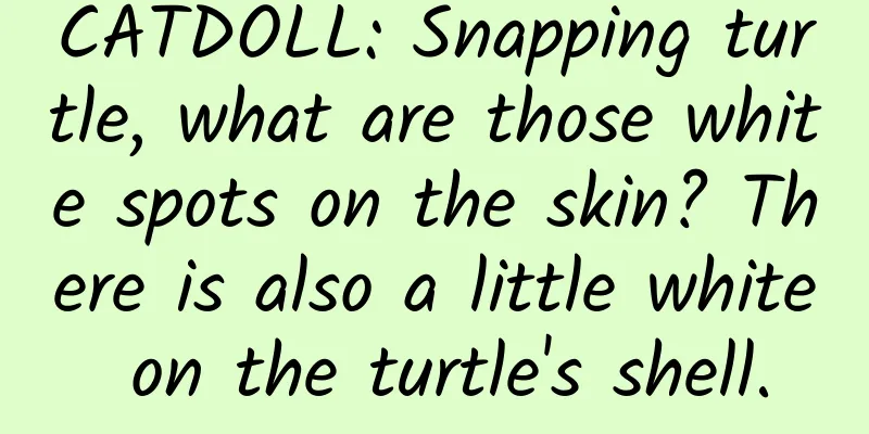 CATDOLL: Snapping turtle, what are those white spots on the skin? There is also a little white on the turtle's shell.