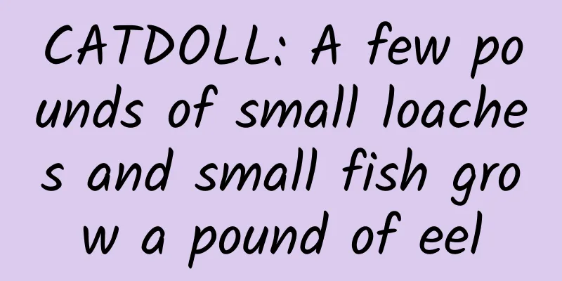 CATDOLL: A few pounds of small loaches and small fish grow a pound of eel