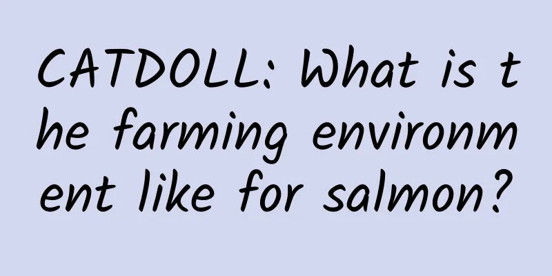 CATDOLL: What is the farming environment like for salmon?
