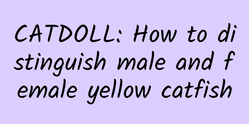 CATDOLL: How to distinguish male and female yellow catfish