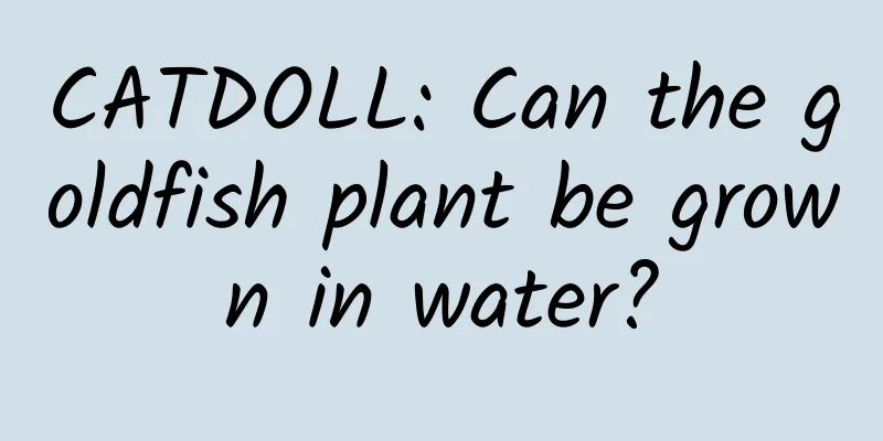 CATDOLL: Can the goldfish plant be grown in water?