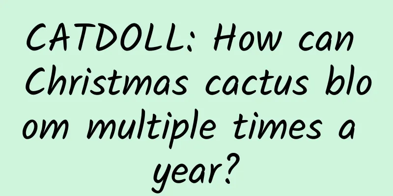CATDOLL: How can Christmas cactus bloom multiple times a year?
