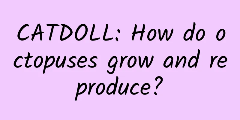 CATDOLL: How do octopuses grow and reproduce?
