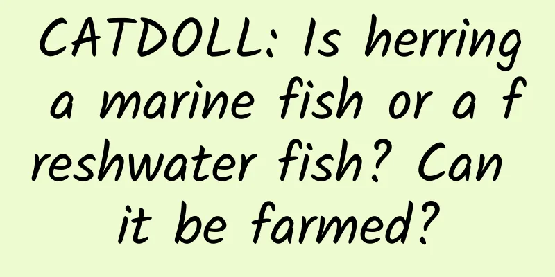 CATDOLL: Is herring a marine fish or a freshwater fish? Can it be farmed?