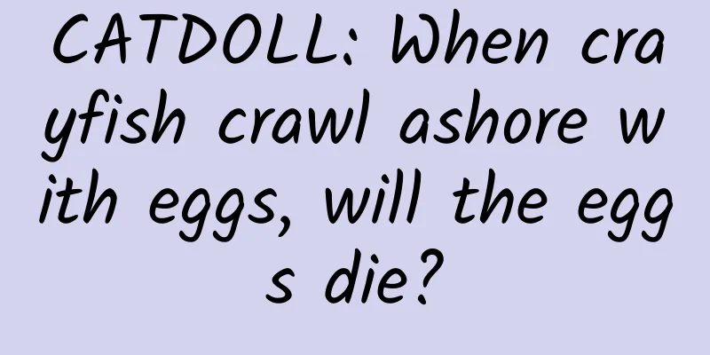 CATDOLL: When crayfish crawl ashore with eggs, will the eggs die?