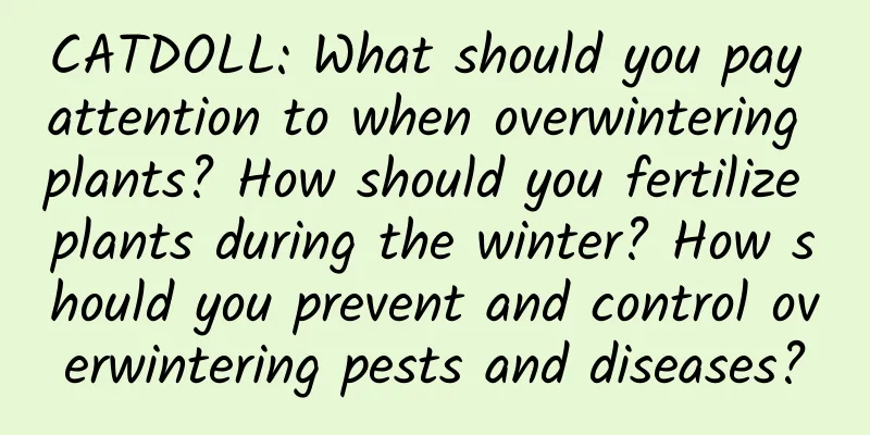 CATDOLL: What should you pay attention to when overwintering plants? How should you fertilize plants during the winter? How should you prevent and control overwintering pests and diseases?