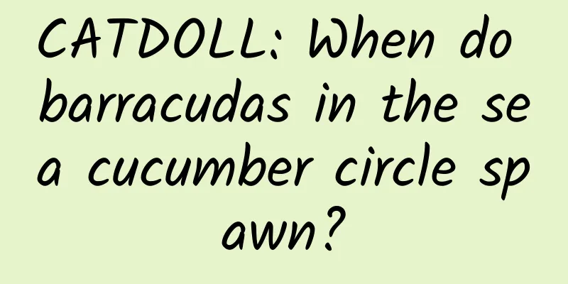 CATDOLL: When do barracudas in the sea cucumber circle spawn?