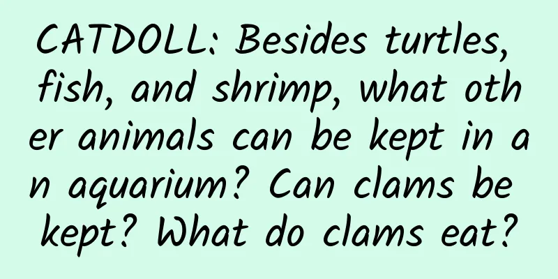 CATDOLL: Besides turtles, fish, and shrimp, what other animals can be kept in an aquarium? Can clams be kept? What do clams eat?
