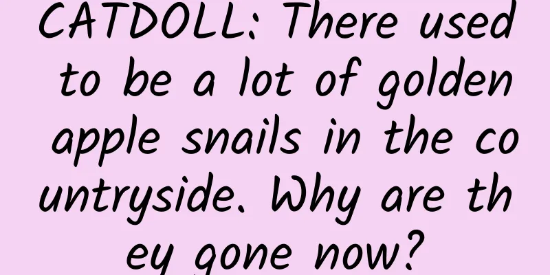 CATDOLL: There used to be a lot of golden apple snails in the countryside. Why are they gone now?