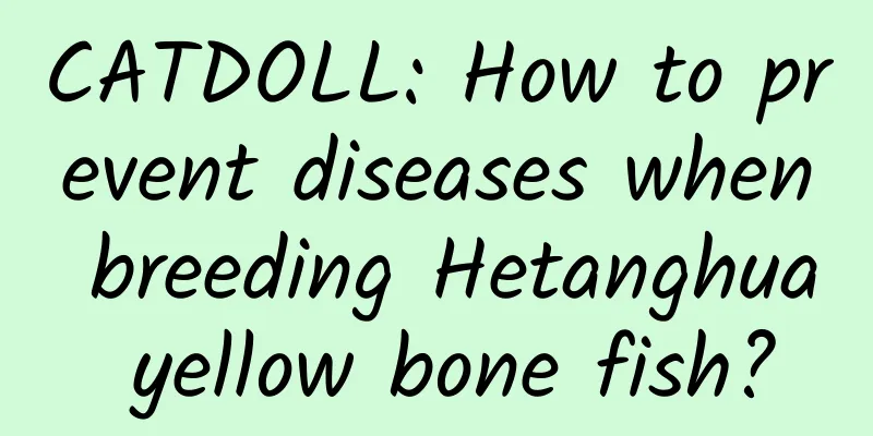 CATDOLL: How to prevent diseases when breeding Hetanghua yellow bone fish?