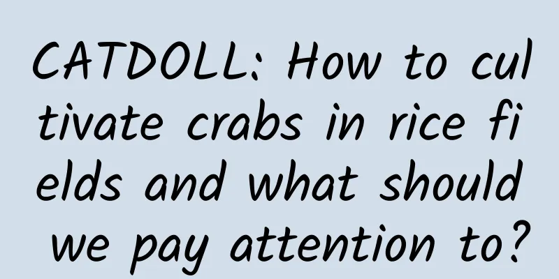 CATDOLL: How to cultivate crabs in rice fields and what should we pay attention to?