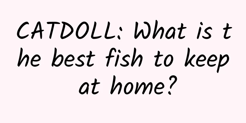 CATDOLL: What is the best fish to keep at home?