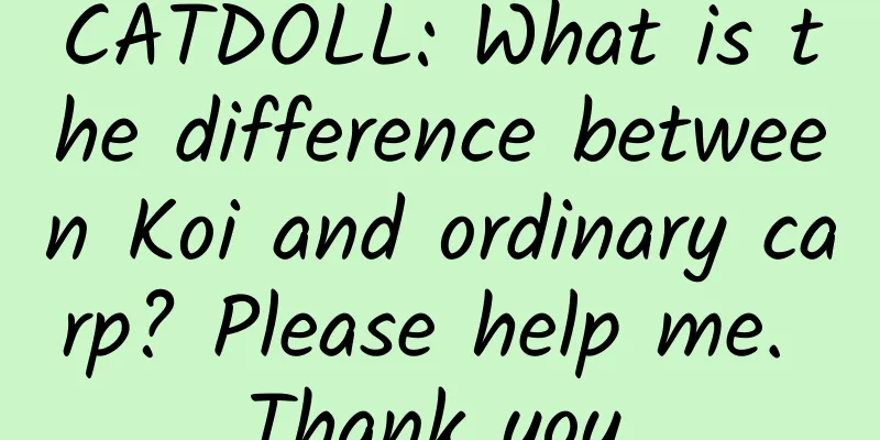 CATDOLL: What is the difference between Koi and ordinary carp? Please help me. Thank you.