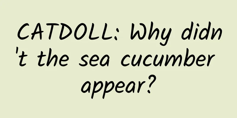 CATDOLL: Why didn't the sea cucumber appear?