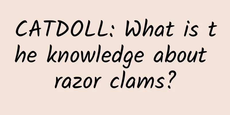 CATDOLL: What is the knowledge about razor clams?