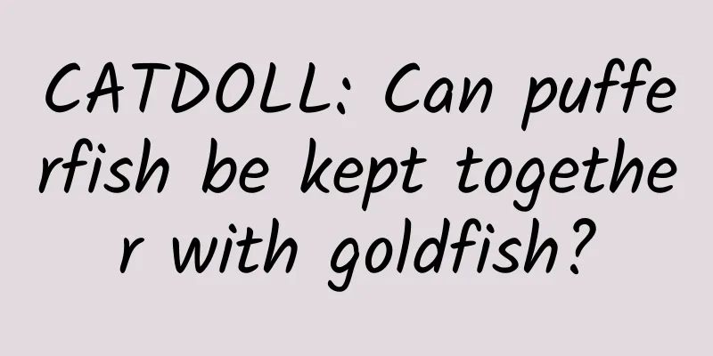 CATDOLL: Can pufferfish be kept together with goldfish?