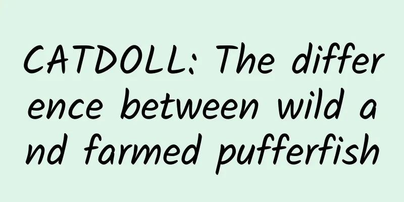 CATDOLL: The difference between wild and farmed pufferfish