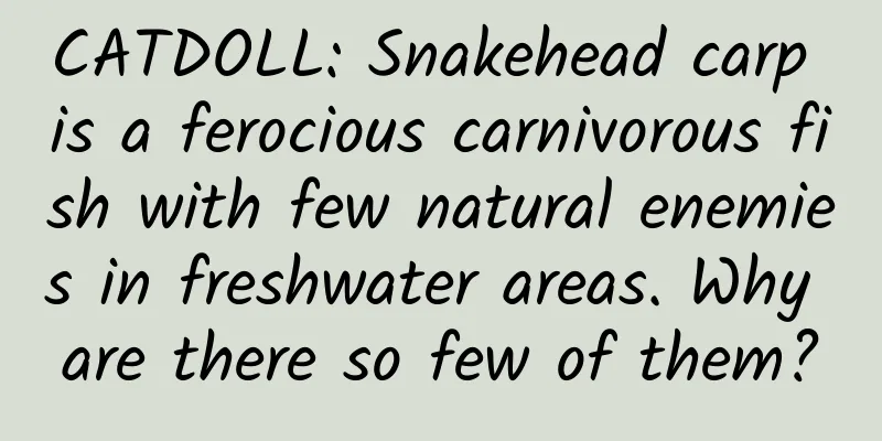 CATDOLL: Snakehead carp is a ferocious carnivorous fish with few natural enemies in freshwater areas. Why are there so few of them?