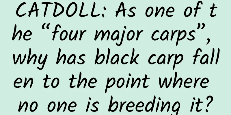 CATDOLL: As one of the “four major carps”, why has black carp fallen to the point where no one is breeding it?