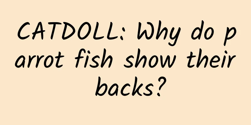 CATDOLL: Why do parrot fish show their backs?
