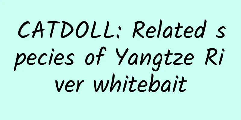 CATDOLL: Related species of Yangtze River whitebait