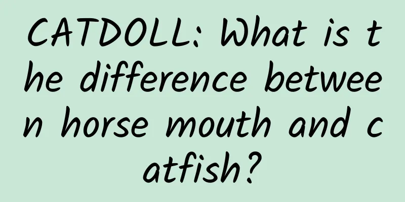 CATDOLL: What is the difference between horse mouth and catfish?