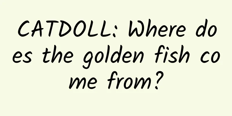 CATDOLL: Where does the golden fish come from?