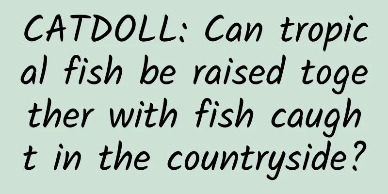 CATDOLL: Can tropical fish be raised together with fish caught in the countryside?