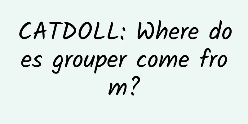 CATDOLL: Where does grouper come from?