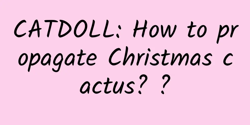 CATDOLL: How to propagate Christmas cactus? ?