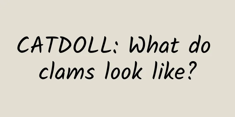 CATDOLL: What do clams look like?