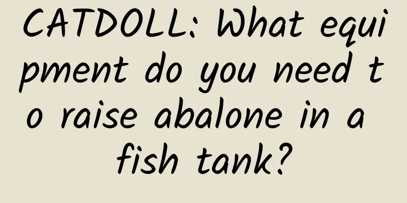 CATDOLL: What equipment do you need to raise abalone in a fish tank?