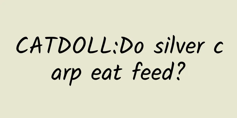 CATDOLL:Do silver carp eat feed?